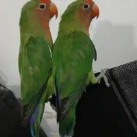 طوطی برزیلی کوتوله