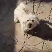 فروش سگ پا کوتاه