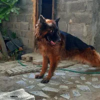 واگذاری دو قلاده سگ نژاد چاو چاو  ژرمن شولاین