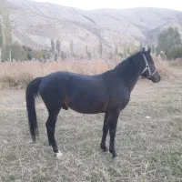 اسب یورقه .ترکمن عرب