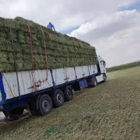 یونجه .کلش .جو درجه یک