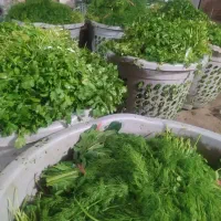 آقای سبزی اولین مغازه سبزیجات آماده مهرگان فازدو