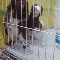 کبوتر تزئینی شامپیون ارجینال|پرنده|بابل, |دیوار