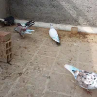 کبوتر اوچان