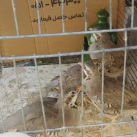 بلدرچین کوهی پرورشی