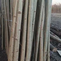 فروش نهال صنوبر سالم و ریشه دار با رشد سریع