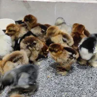 جوجه ویاندوت برهما بلو ، پاتریج ، بلو پاتریج ، بوف