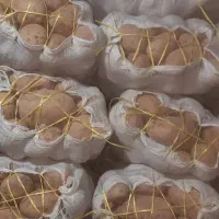 سیب زمینی کیسه ای عمده فروشی