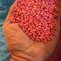 بذر گندم آبی