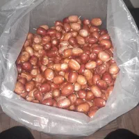 سنجد درشت درجه یک