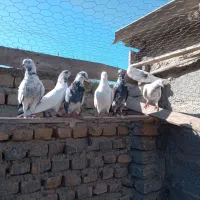 بیست عدد کبوتر تکپر یکجا دونه 200|پرنده|گمیشان, |دیوار