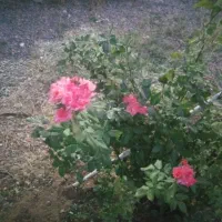 فروش یا معاوضه باغ میوه|فروش دفتر صنعتی، کشاورزی، تجاری|شازند, |دیوار