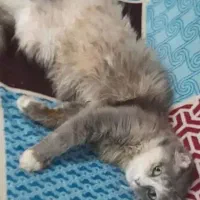 گربه ماده پرشین اسکاتیش|گربه|لنگرود, |دیوار