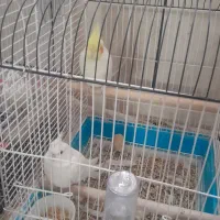 مرغ عروس|پرنده|کاشان, الغدیر|دیوار