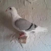 کفتر
