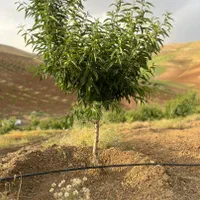 خدمات حرفه ای باغبانی وفضای سبز|خدمات باغبانی و درختکاری|سنندج, |دیوار