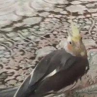 عروس هلندی گمشده