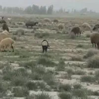 بره نروماده پاپرواری