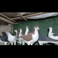 ۱۰تا سیاه پوش پرنده ساچمه