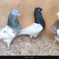 کبوتر کله طوقی