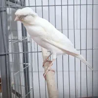 قناری سفید کاکلی. نر دهن زن|پرنده|شیراز, پودنک|دیوار