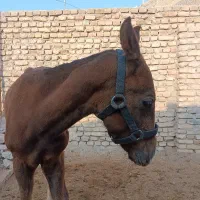 کره اسب نریون|اسب و تجهیزات اسبسواری|بومهن, |دیوار