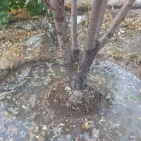 درخت چند ساله...