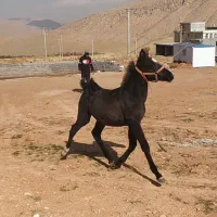 کره اسب نریون|اسب و تجهیزات اسبسواری|پادنا, |دیوار