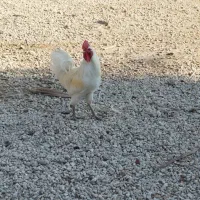 خروس محلی اصلی لامرد