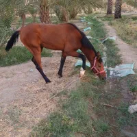 اسب نریان ۳ساله|اسب و تجهیزات اسب‌سواری|جیرفت, |دیوار