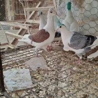 تعدادی پشدار و سفید|پرنده|قزوین, |دیوار