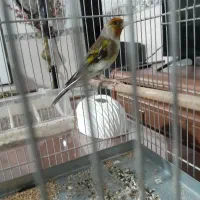 سره قناری نر بخون قرص شلاقی کت ول کن