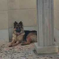ژرمن شپرد