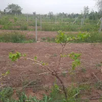 هرس اصولی انواع بوته انگور