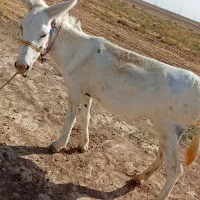 خر آروم گلگی