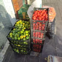 پخش تره بار رستوران و کبابی ها|عمدهفروشی|تهران, میدان میوه و ترهبار مرکزی|دیوار