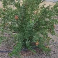 زمین کارزان|فروش زمین و ملک کلنگی|کارزان, |دیوار