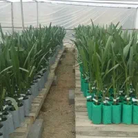 نخل مجول اصل