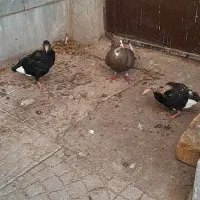 ماده قهوه ای پلنگ باجوجه هاش