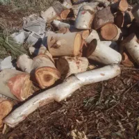 خرید و فروش چوب مورد اوکالیبتوس وغیره