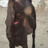 یک شاه بزپاکستانی اصل خیلی جوان آبستن خاطر جم|حیوانات مزرعه|ملکآباد, |دیوار