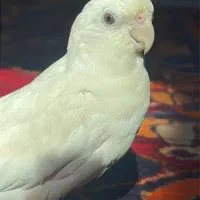 عروس هلندی