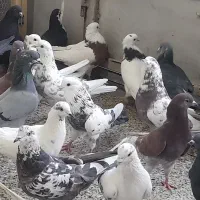 خرید وفروش کفتر تهرانی وغیره|پرنده|برخوار, |دیوار