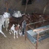 ۱۱بز و کهره پاکستانی بفروش میرسد|حیوانات مزرعه|جیرفت, |دیوار
