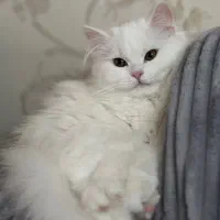 بچه گربه بریتیش پرشین