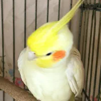 پرنده عروس هلندی