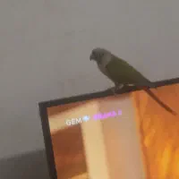 طوطی گیرچینگ. نام جیکو|پرنده|شیراز, شهرک فرزانگان|دیوار