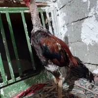 ۲عدد خروسلاری ویک عدد قفس