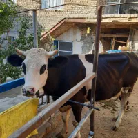 فروش گاو  و گوساله سیمینتال