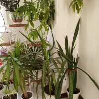 گل طبیعی زیبا|گل و گیاه طبیعی|شیراز, شاه قلی بیگی|دیوار